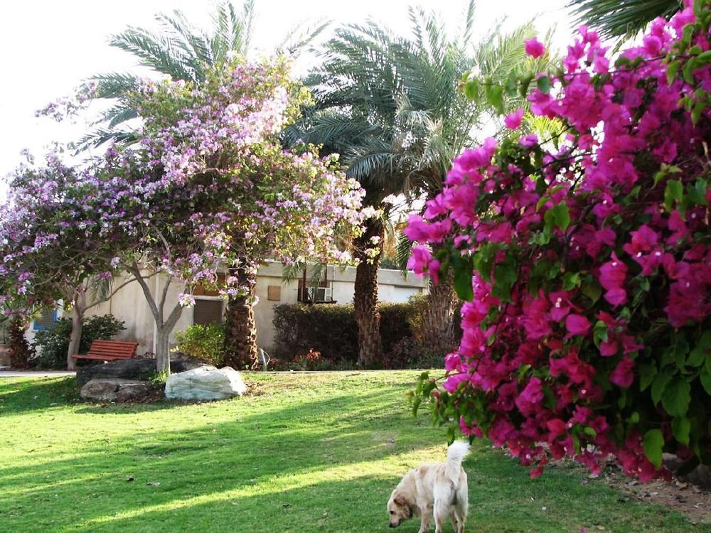 Eilot Kibbutz Country Lodging Eilat Esterno foto